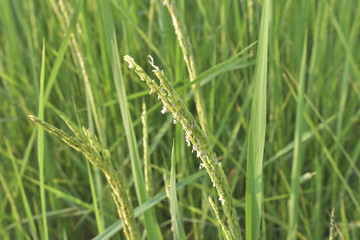 rice ,  regeneration