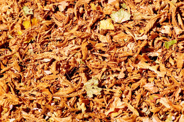 background texture of autumn yellow and orange leaves
