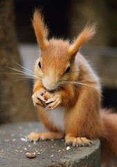 essendes Eichhörnchen