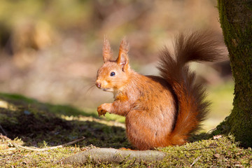 Red Squirrel