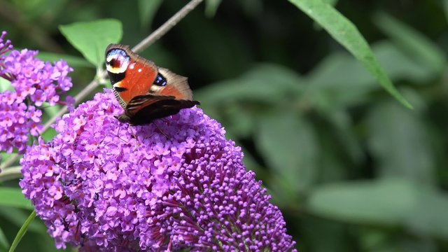 Butterfly European Peacock on purple Flower