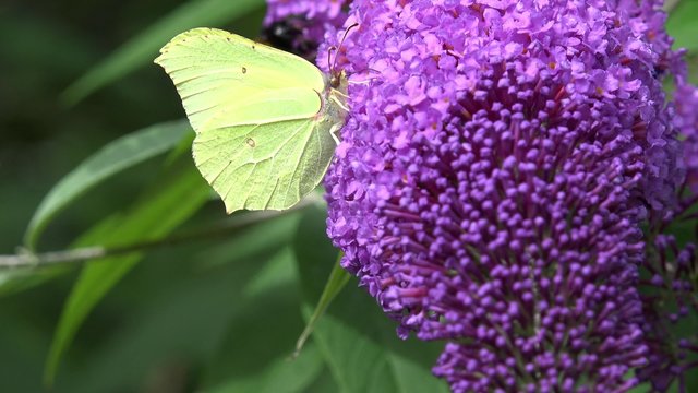 Butterfly brimstone on purple  flower