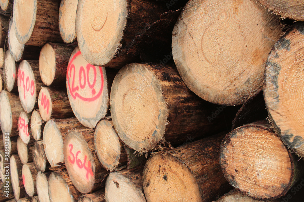 Wall mural spruce logs in the forest