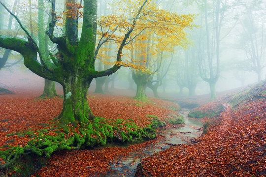 Fototapeta Otzarreta forest in autumn with a stream