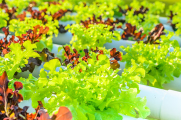 Obraz na płótnie Canvas lettuce from hydroponic plantation system