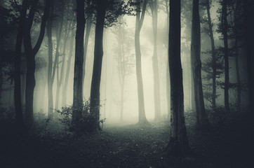 donker spookachtig bos
