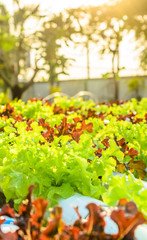 lettuce from hydroponic plantation system