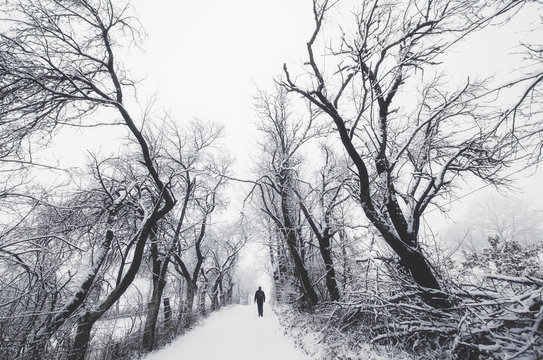 Fototapeta man on path with spooky trees in winter