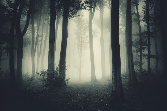 Fototapeta dark spooky forest
