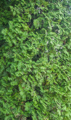 Green pine tree close-up