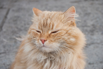 cat close-up portrait