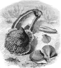 Food molluscs, two-thirds reduction, vintage engraving.