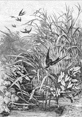 Swallow, vintage engraving. © Morphart