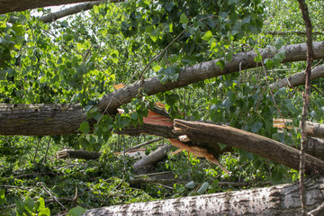 Kaputter Baum nach einem Sturm - 93992604