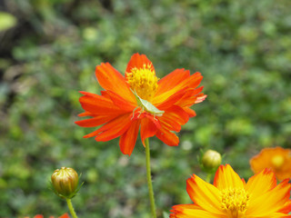 Green grasshopper sitting on orange daisy flower, macro