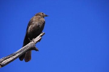un corbeau dans le Grand Canyon