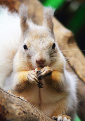 essendes Eichhörnchen