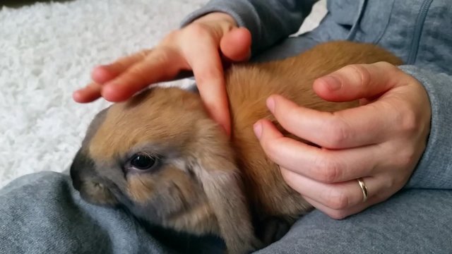 Cute Brown Bunny