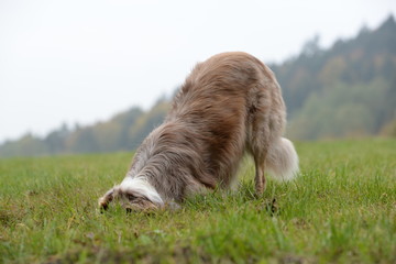 Fototapeta na wymiar auf Mäusejagd, Hund steckt Kopf in den Boden
