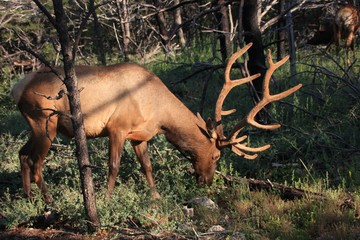 un cerf dans l'Arizona