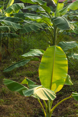 Banana leaf photosynthesis.