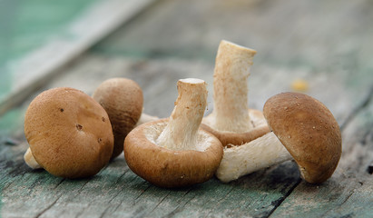shiitake mushroom on the old wood
