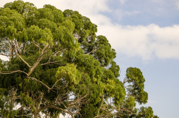 Crown of eucalyptus