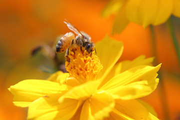 Bee and flowers