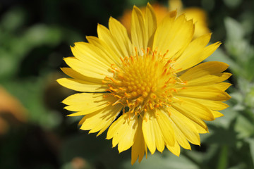 Yellow flower
