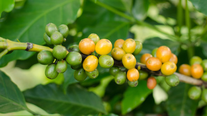 coffee beans growing on tree