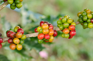 coffee beans growing on tree