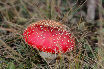 closeup of toadstool in grass
