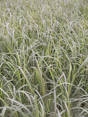 Rice seedlings