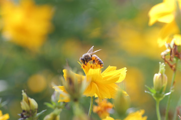 Bee and flower