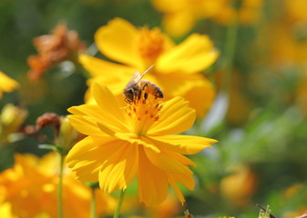 Bee and flower