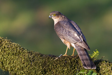 Sparrowhawk