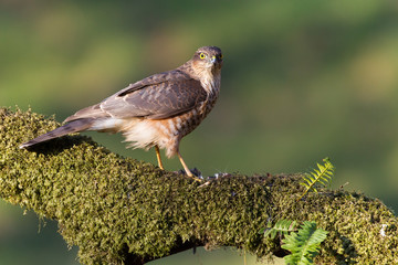 Sparrowhawk