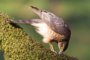 Sparrowhawk