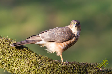 Sparrowhawk