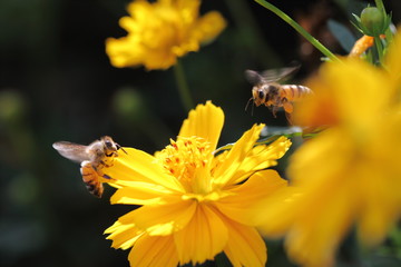 Bee and flower