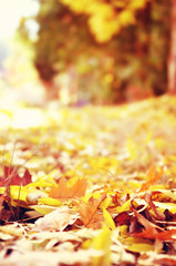 Fallen leaves