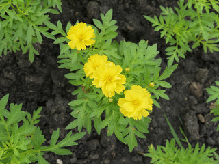 Yellow cosmos flowers in garden