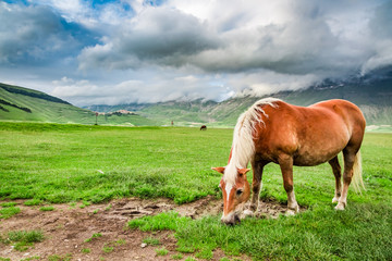 Fototapeta na wymiar Horses in mountain valley, Umbria, Italy