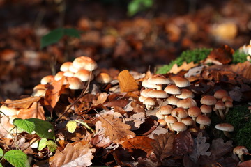 Wild Mushrooms