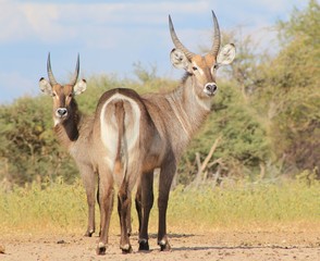 Naklejka na ściany i meble Waterbuck Bulls - African Wildlife Background - Brothers in the Wild