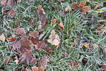 Первый мороз