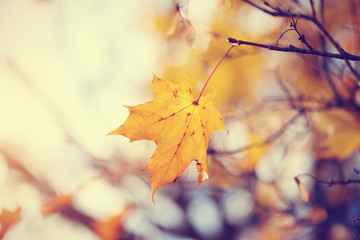 Lonely yellow-gold maple leaf late fall.