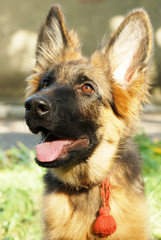 Close-up portrait of a beautiful young german shepherd dog puppy