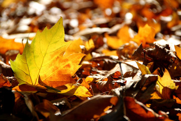 leuchtendes Herbstblatt auf Waldboden