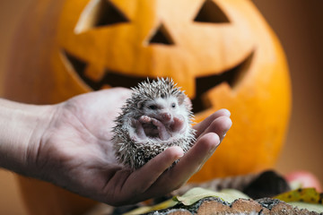 African miniature hedgehog at Halloween party. Closeup shots. High iso, visible grain.  